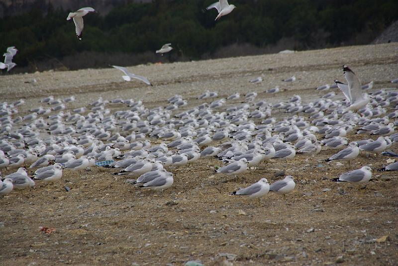 012409 Waco Landfill 023.jpg